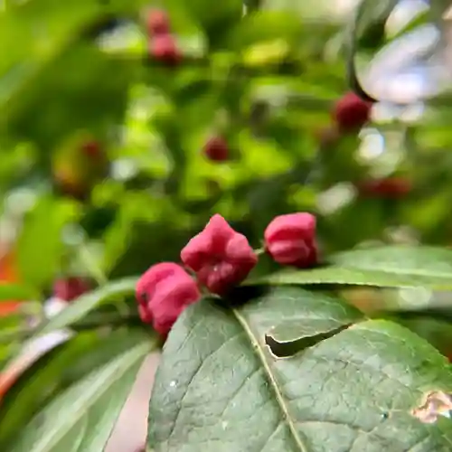田無神社の自然