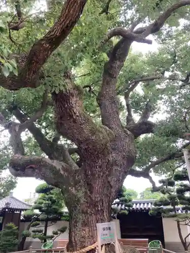 大聖観音寺（あびこ観音）の自然
