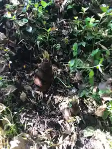 白山神社の自然(2021年04月11日(日) 17時17分07秒投稿)