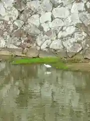 兵庫縣姫路護國神社の動物