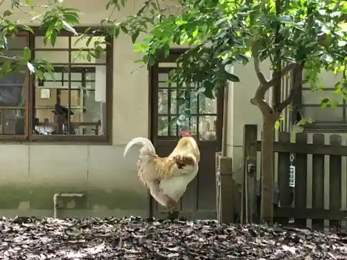 熱田神宮の動物
