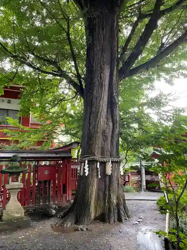 秩父神社の自然