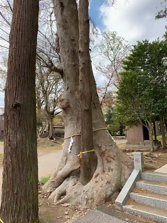 八幡神社の自然