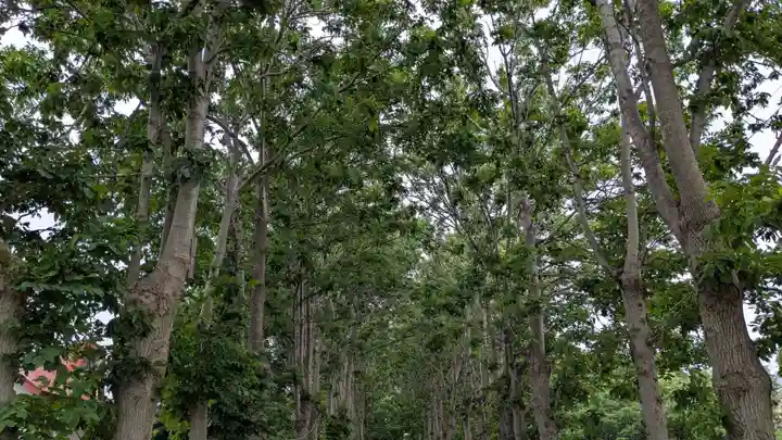 遠別神社の自然
