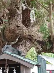 海南神社の自然