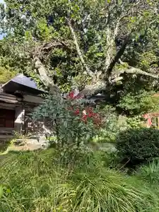 国上寺(新潟県)(2025年10月30日(木) 12時44分28秒投稿)