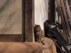 小野照崎神社の動物