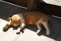 智恩寺(京都府)