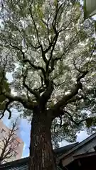 若一神社(京都府)