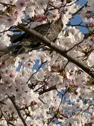 武蔵一宮氷川神社の{uncategorized: "未分類", other: "その他", undefined: "問題あり", building: "その他建物", grave: "お墓", sacred_gate: "鳥居", guardian: "狛犬", statue: "像", buddha: "仏像", history: "歴史", nature: "自然", garden: "庭園", animal: "動物", pagoda: "塔", temizu: "手水舎", mountain_gate: "山門・神門", sanctuary: "本殿・本堂", subordinate: "末社・摂社", art: "芸術", scenery: "景色", jizo: "地蔵", ema: "絵馬", goshuin: "御朱印", omikuji: "おみくじ", items: "授与品その他", amulet: "お守り", goshuincho: "御朱印帳", eats: "食事", festival: "お祭り", votive_dance: "神楽", shichigosan: "七五三参", wedding: "結婚式", experience: "体験その他", initially: "初詣", around: "周辺", anti_infection: "感染症対策"}