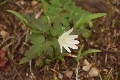 白幡神社の自然