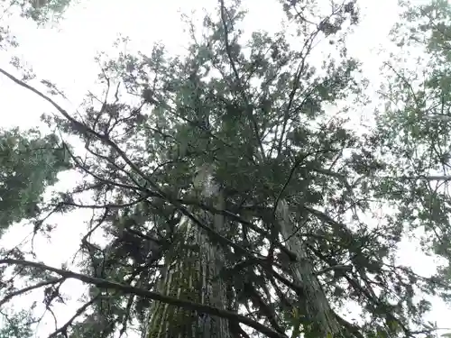 田瀬神社の自然