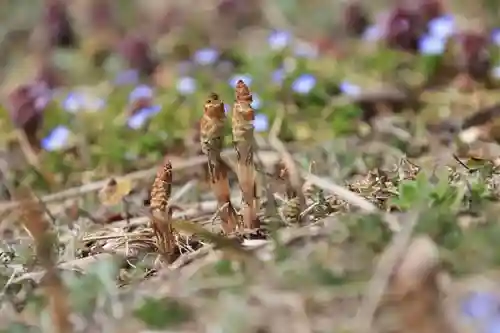 高松山観音寺の自然