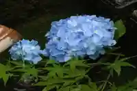 国宝 大法寺の自然