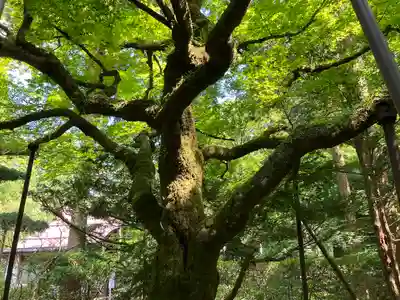 北口本宮冨士浅間神社(山梨県)