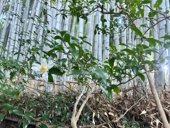 祇王寺の{uncategorized: "未分類", other: "その他", undefined: "問題あり", building: "その他建物", grave: "お墓", sacred_gate: "鳥居", guardian: "狛犬", statue: "像", buddha: "仏像", history: "歴史", nature: "自然", garden: "庭園", animal: "動物", pagoda: "塔", temizu: "手水舎", mountain_gate: "山門・神門", sanctuary: "本殿・本堂", subordinate: "末社・摂社", art: "芸術", scenery: "景色", jizo: "地蔵", ema: "絵馬", goshuin: "御朱印", omikuji: "おみくじ", items: "授与品その他", amulet: "お守り", goshuincho: "御朱印帳", eats: "食事", festival: "お祭り", votive_dance: "神楽", shichigosan: "七五三参", wedding: "結婚式", experience: "体験その他", initially: "初詣", around: "周辺", anti_infection: "感染症対策"}