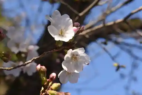 一之宮貫前神社の自然