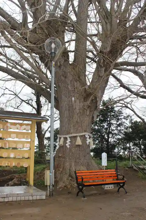 白子神社の自然