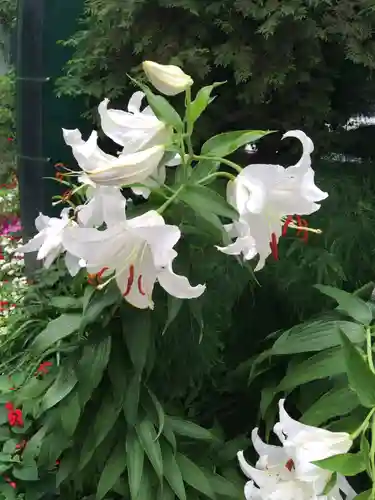 三田春日神社の自然