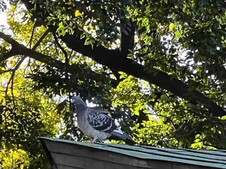 川越八幡宮(埼玉県)