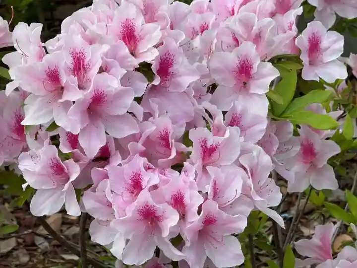 越ヶ谷久伊豆神社の{uncategorized: "未分類", other: "その他", undefined: "問題あり", building: "その他建物", grave: "お墓", sacred_gate: "鳥居", guardian: "狛犬", statue: "像", buddha: "仏像", history: "歴史", nature: "自然", garden: "庭園", animal: "動物", pagoda: "塔", temizu: "手水舎", mountain_gate: "山門・神門", sanctuary: "本殿・本堂", subordinate: "末社・摂社", art: "芸術", scenery: "景色", jizo: "地蔵", ema: "絵馬", goshuin: "御朱印", omikuji: "おみくじ", items: "授与品その他", amulet: "お守り", goshuincho: "御朱印帳", eats: "食事", festival: "お祭り", votive_dance: "神楽", shichigosan: "七五三参", wedding: "結婚式", experience: "体験その他", initially: "初詣", around: "周辺", anti_infection: "感染症対策"}