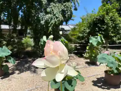 西大寺(奈良県)