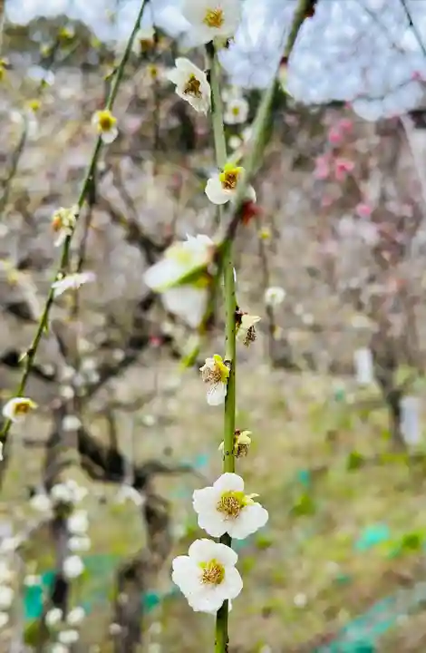 大縣神社の自然