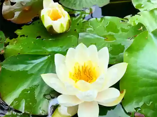 真言宗　善通寺派　薬王寺(香川県)