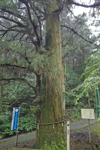 十五社神社の自然