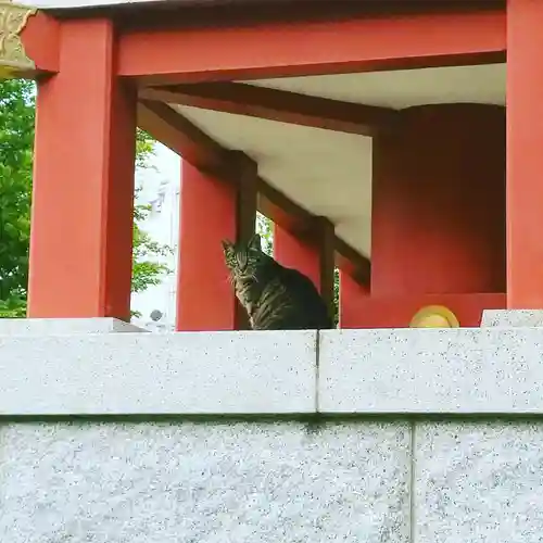 香取神社の動物