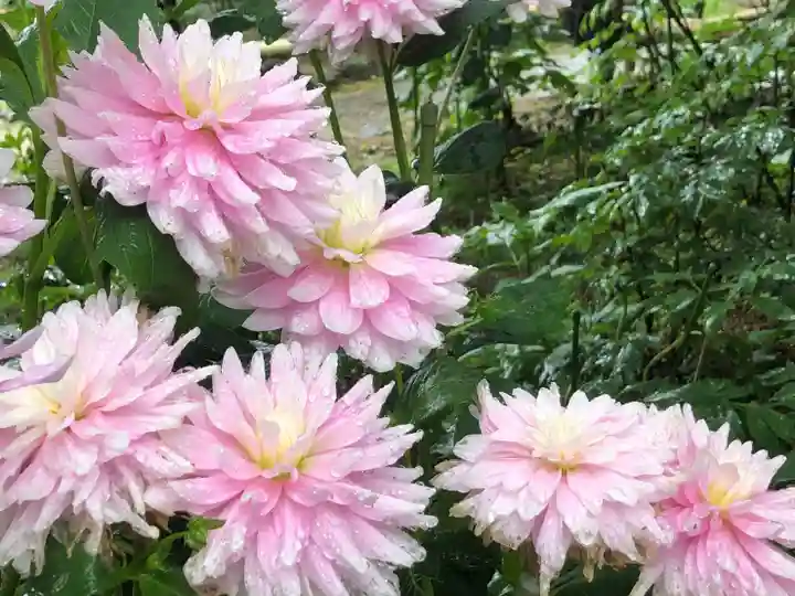 岡寺(龍蓋寺)の自然