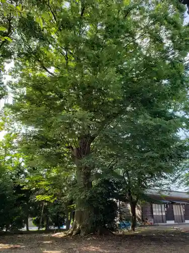 白山比咩神社の庭園