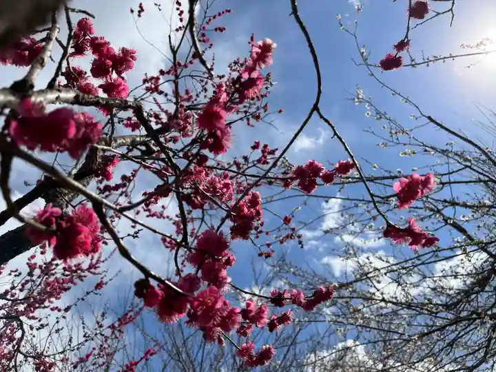 茨城縣護國神社の自然