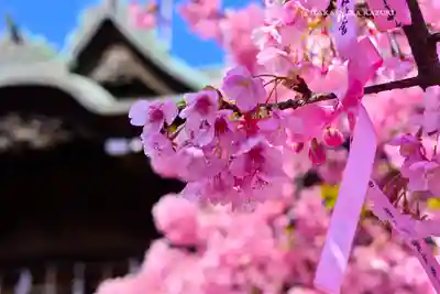桜神宮(東京都)