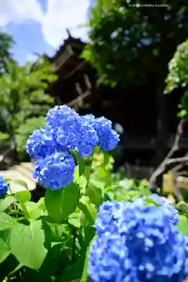 白山神社(東京都)