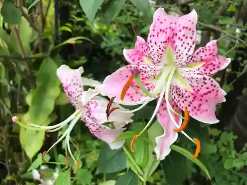 産千代稲荷神社の自然
