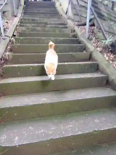 前玉神社の動物
