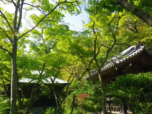 浄光明寺の自然