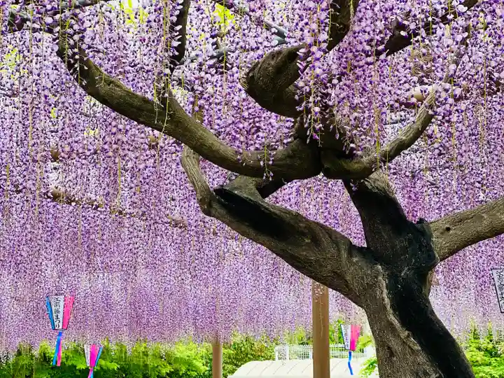 曼陀羅寺の自然