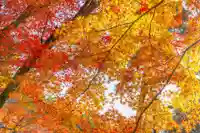 早馬神社の自然