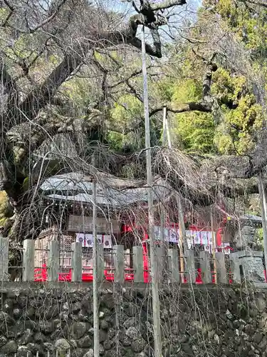 小川諏訪神社の本殿・本堂