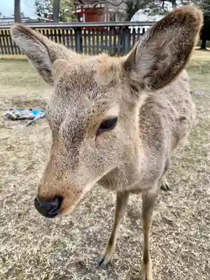 興福寺(奈良県)