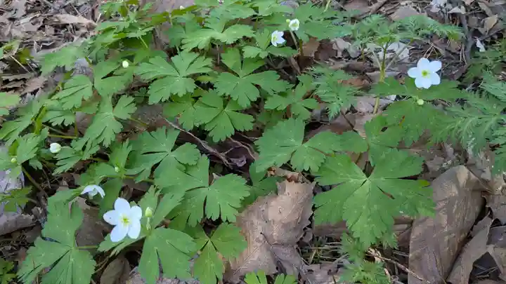 東神楽神社(北海道)