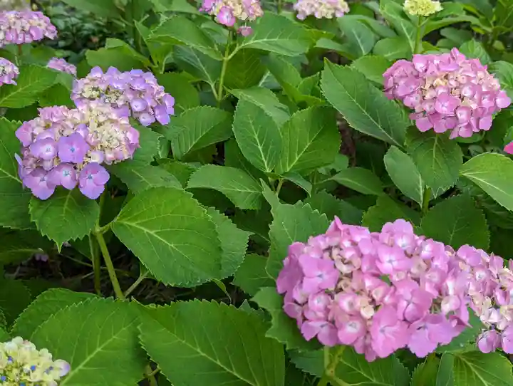 六孫王神社の自然