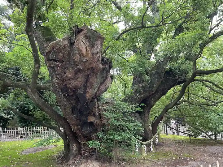 浜松八幡宮の自然