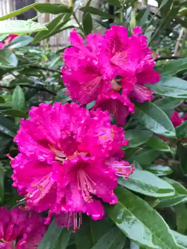 菊田神社の自然