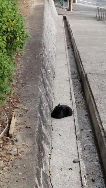 覚王山 日泰寺の動物