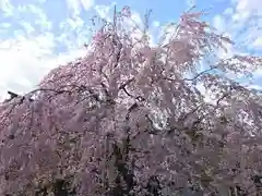 岩田寺の自然