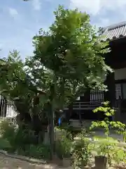 光照寺(愛知県)