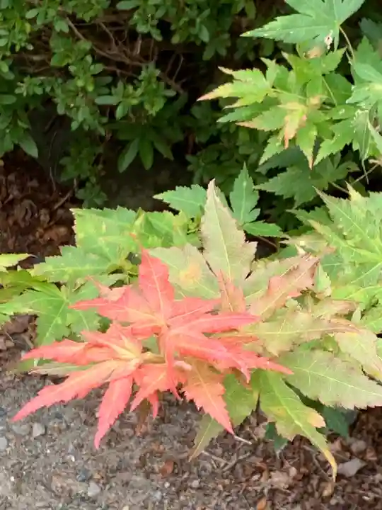 八坂神社の自然